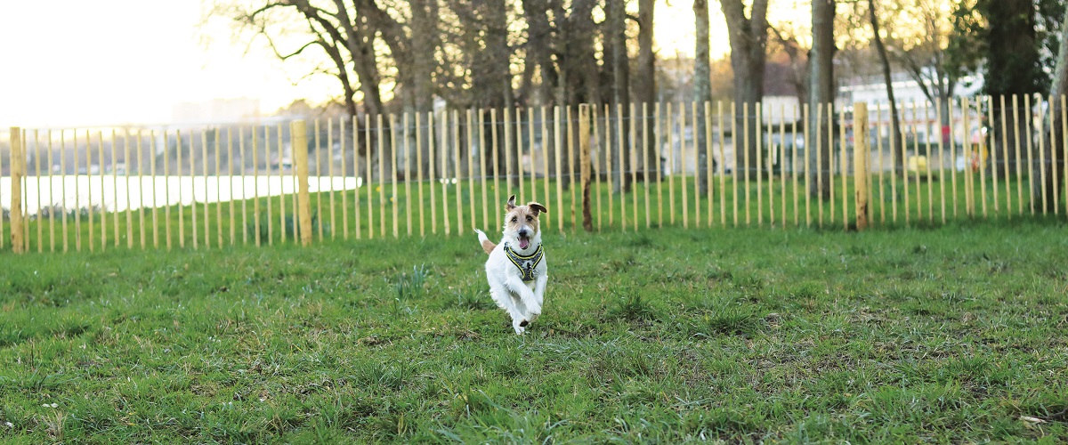 CANICHIEN : UN LIEU SÉCURISÉ POUR LA LIBERTÉ DES CHIENS